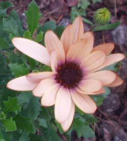 gallery_1455_3828.jpg