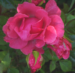 gallery_1455_39847.jpg