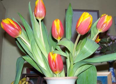 gallery_1455_6625.jpg