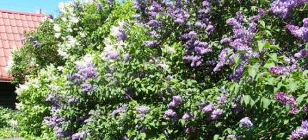 gallery_1455_36082.jpg