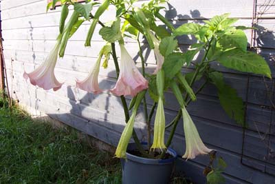 gallery_1455_13203.jpg