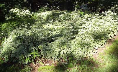 gallery_1455_13370.jpg