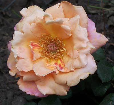 gallery_1455_13539.jpg