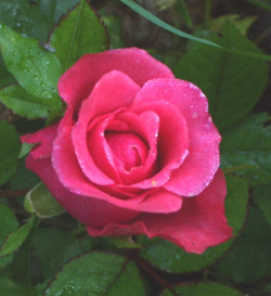 gallery_1455_18734.jpg
