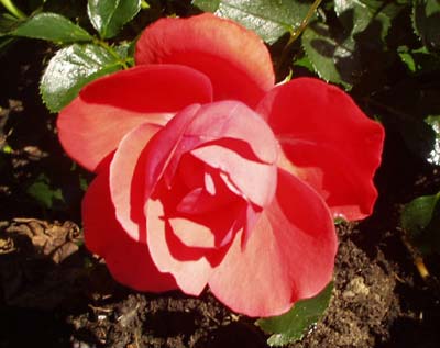 gallery_1455_19488.jpg
