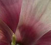 gallery_1455_2118.jpg