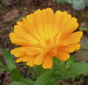 gallery_1455_214.jpg