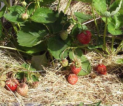 gallery_1455_24389.jpg