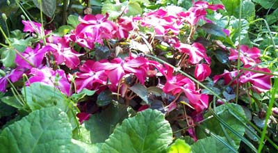 gallery_1455_28938.jpg