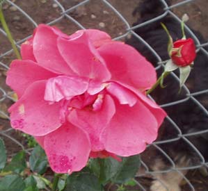 gallery_1455_4019.jpg