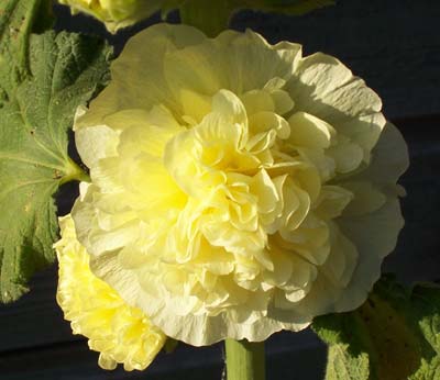 gallery_1455_5988.jpg