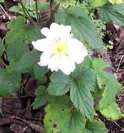 gallery_1455_7398.jpg