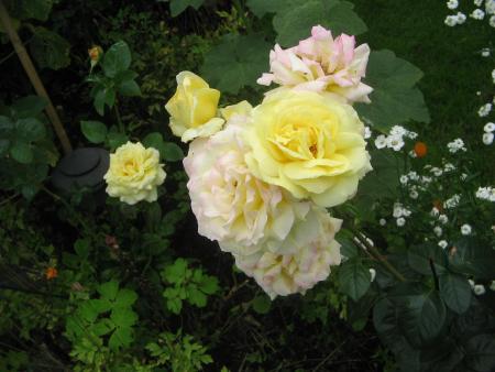 gallery_13040_1469_199284.jpg