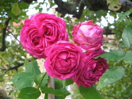 gallery_13040_1469_53277.jpg