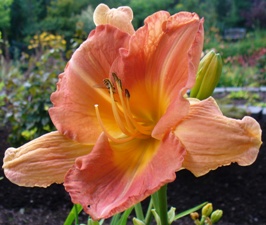 gallery_7131_1370_11754.jpg