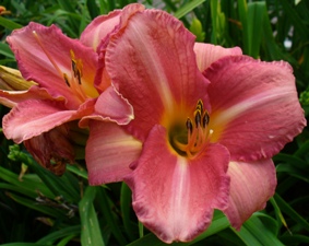 gallery_7131_1370_4069.jpg