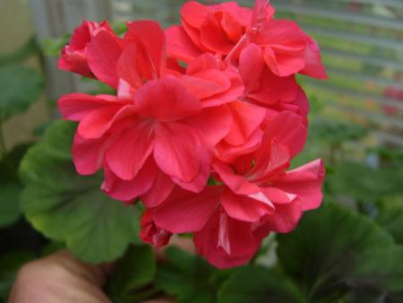 gallery_13006_1400_18318.jpg