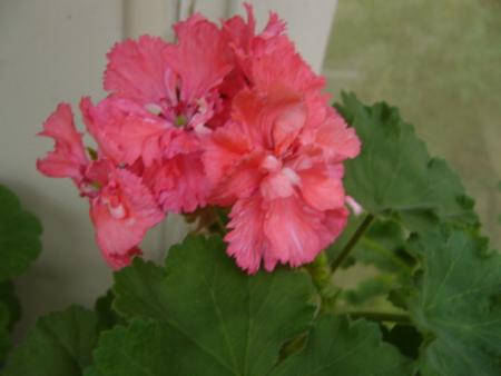 gallery_13006_1400_23255.jpg