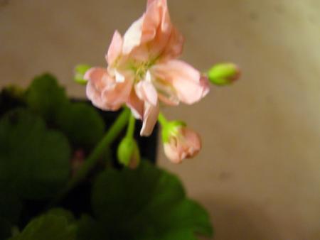 gallery_13006_1400_30078.jpg