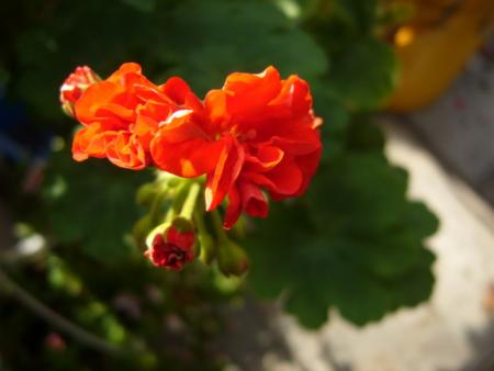 gallery_13006_1400_3123.jpg