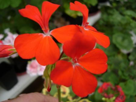 gallery_13006_1400_51080.jpg
