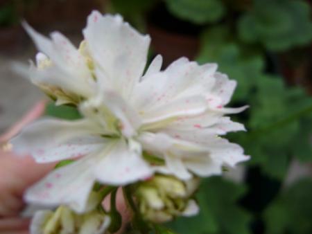 gallery_13006_1400_53687.jpg