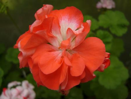gallery_13006_1400_65383.jpg