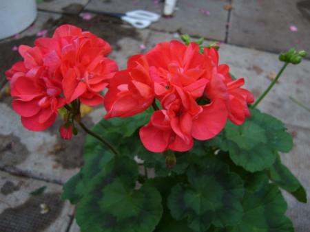 gallery_13006_1400_75995.jpg