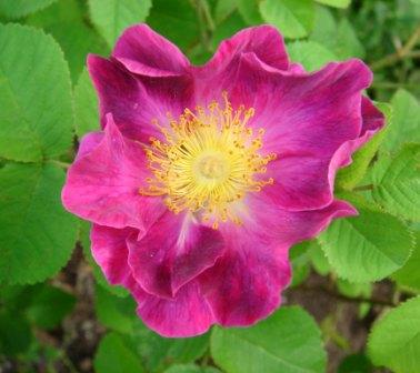 gallery_12879_1299_10173.jpg