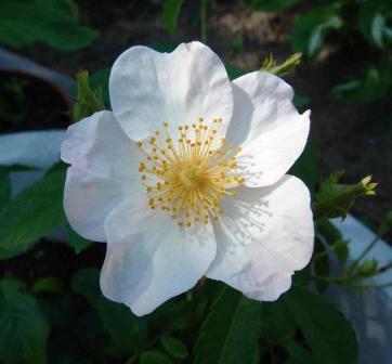 gallery_12879_1299_13995.jpg