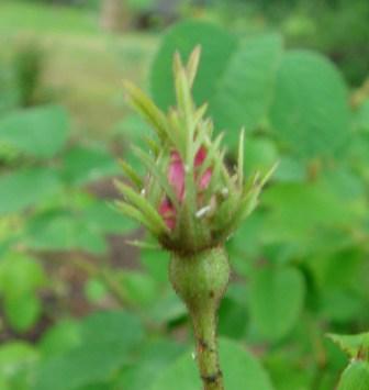 gallery_12879_1299_17540.jpg