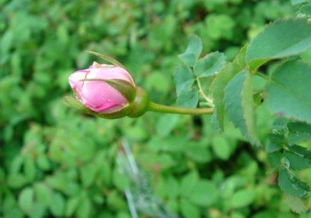 gallery_12879_1299_23139.jpg