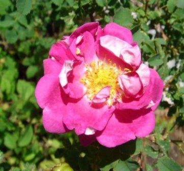 gallery_12879_1299_23506.jpg