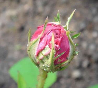 gallery_12879_1299_6564.jpg