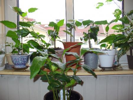gallery_10231_957_18610.jpg