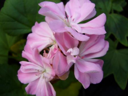 gallery_13006_1400_26767.jpg