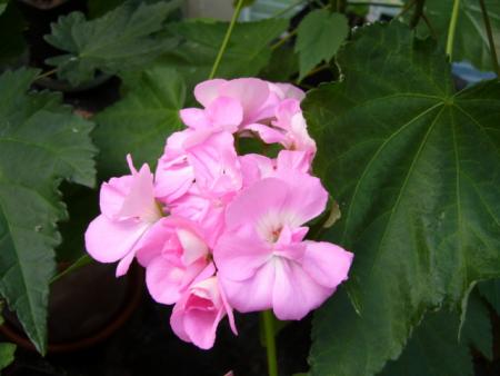 gallery_13006_1400_50494.jpg
