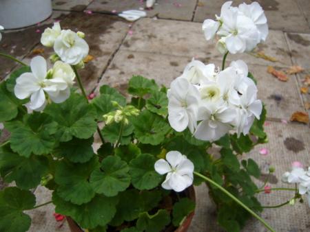 gallery_13006_1400_56323.jpg