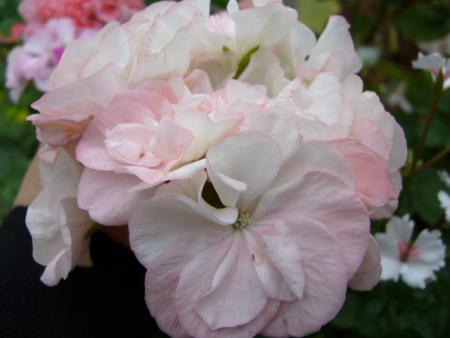 gallery_13006_1400_56914.jpg