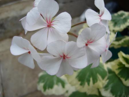 gallery_13006_1400_66696.jpg