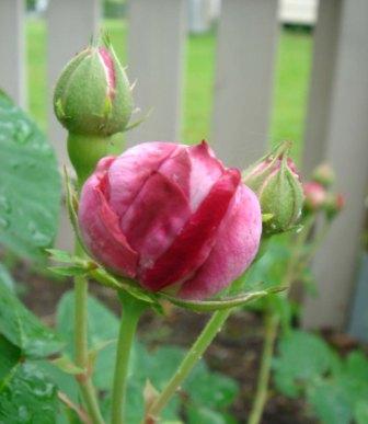 gallery_12879_1299_12094.jpg