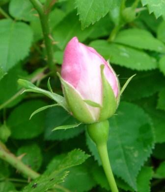 gallery_12879_1299_13483.jpg