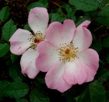 gallery_12879_1299_14657.jpg