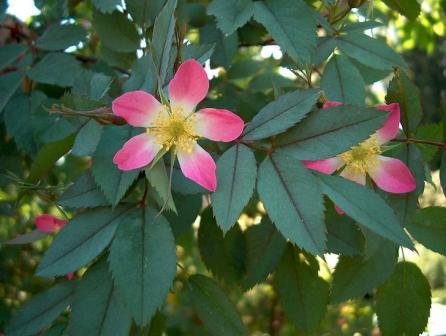 gallery_12879_1299_17115.jpg