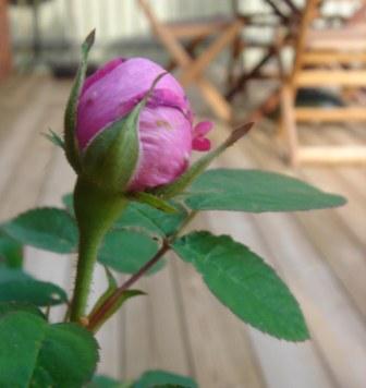 gallery_12879_1299_18453.jpg