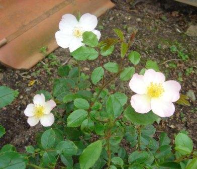 gallery_12879_1299_2066.jpg