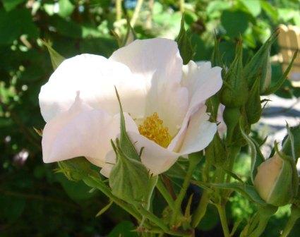 gallery_12879_1299_22713.jpg
