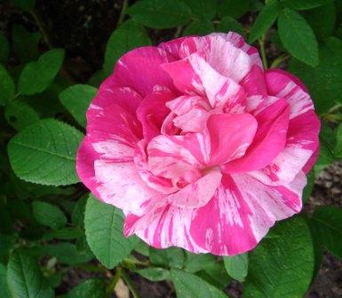 gallery_12879_1299_23341.jpg