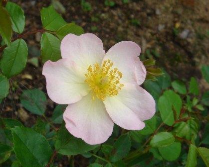 gallery_12879_1299_23356.jpg