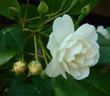 gallery_12879_1299_24397.jpg